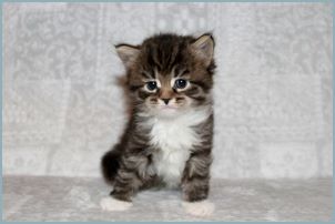 Female Siberian Kitten from Deedlebug Siberians